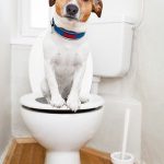 What’s Wrong with My Toilet and Why Won’t It Flush?