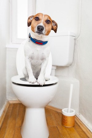 why my toilet won't flush